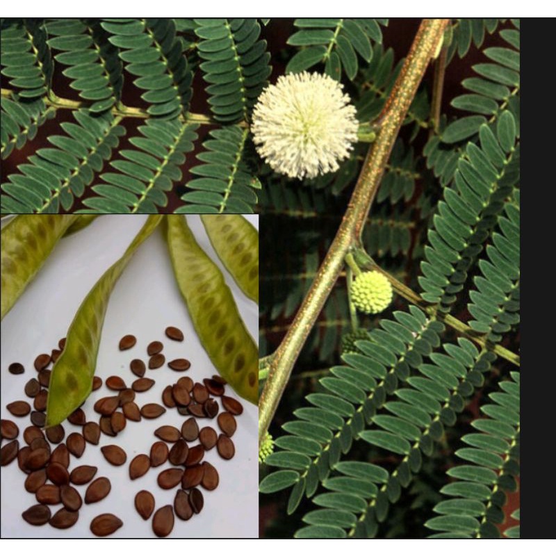 Ipil-Ipil seeds (50 seeds) | Shopee Philippines