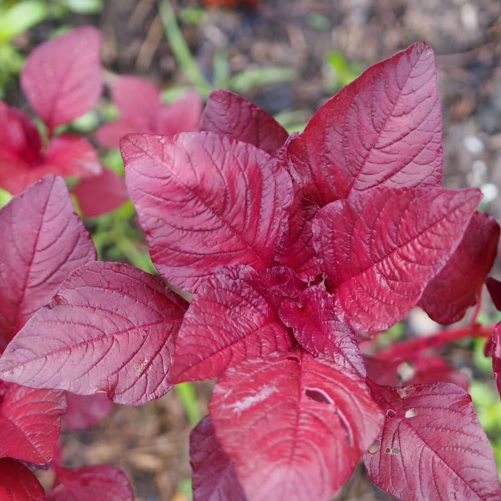 (650 SEEDS) RED KULITIS SEEDS/HYBRID/FOR PLANTING/SUPER RED/CAN GROW ...
