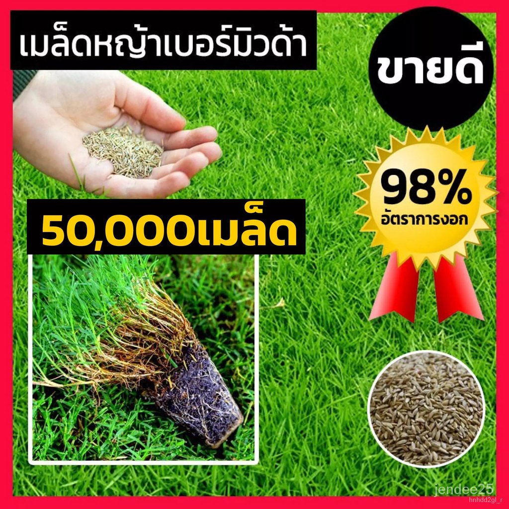 High quality seeds in Thailand [50000 seeds] Bermuda grass seeds