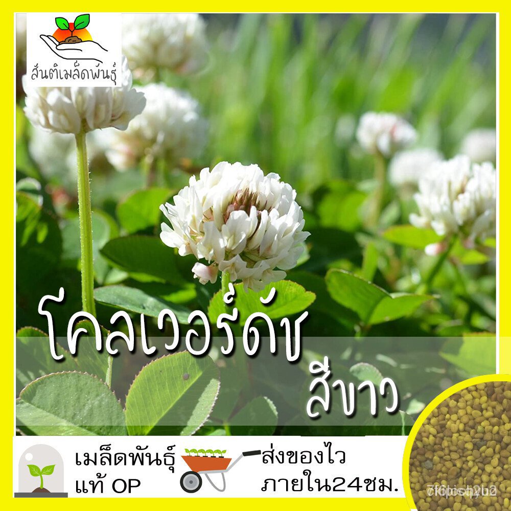 High quality seeds white clover seeds 500 seed white Dutch clover seeds imported from