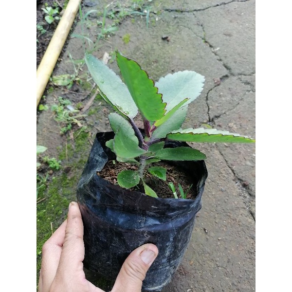 Khingpaul12 seeds repack Kataka-taka seedling in poly bag | Shopee ...