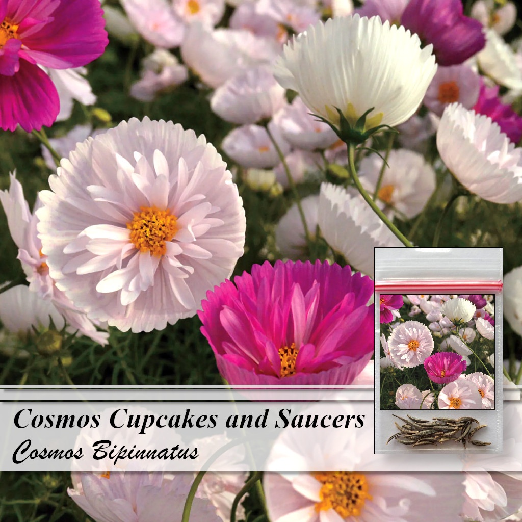 thumbnail image 2 of The Cupcakes Mixed Cosmos | John Scheepers Kitchen Garden Seeds 2 of 9