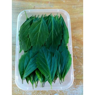 BALBAS PUSA O TAHEEBO LEAVES (50 GRAMS) | Shopee Philippines