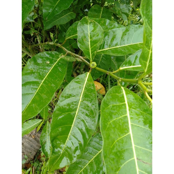 LAGNOB/FICUS SEPTICA/HERBAL PLANT (Small Mediumbig) Shopee Philippines