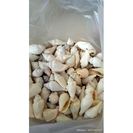PUTIH White PERCHENG Shells 1KG | Shopee Philippines