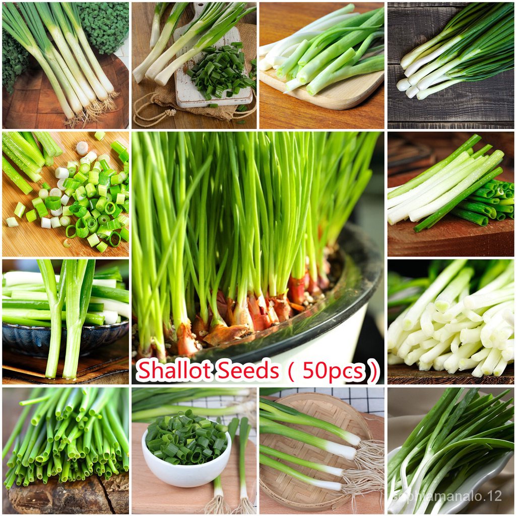 เมล็ดพันธุ์คุณภาพสูงในสต็อกในประเทศไทยReady Stock Shallots 100pcs