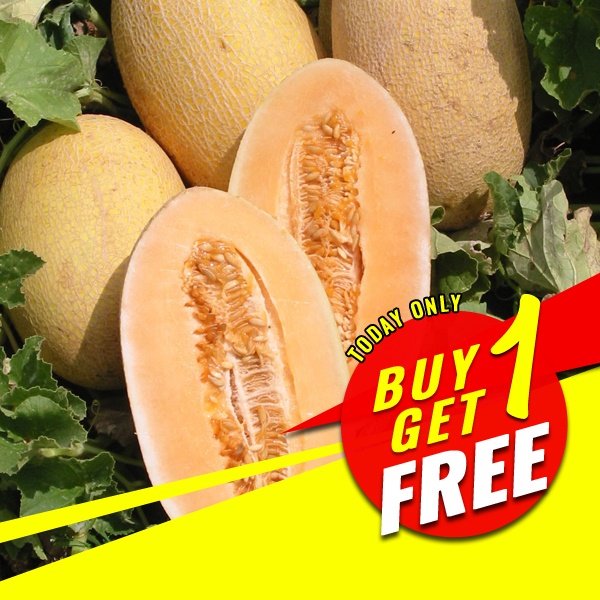 Sweet Hami Melon Seeds - Fruit Seeds | Shopee Philippines