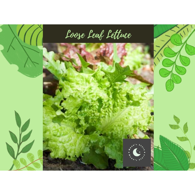 Loose Leaf Lettuce Seeds Apprx 30+ pcs Shopee Philippines