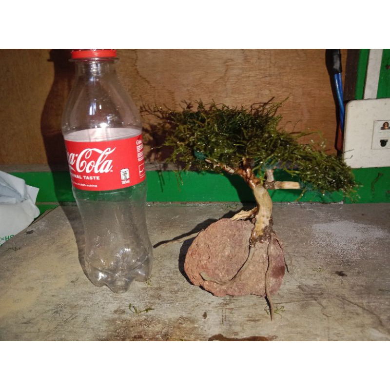 driftwood bonsai tree/moss (small) Shopee Philippines