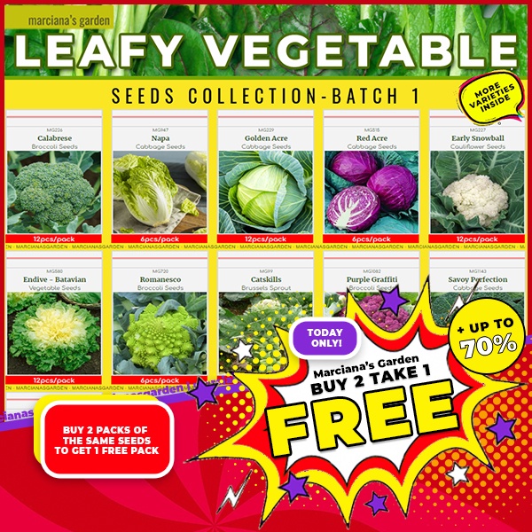 Leafy Vegetables Seeds Collection 2 (petchay Bokchoy Cabbage Kale 