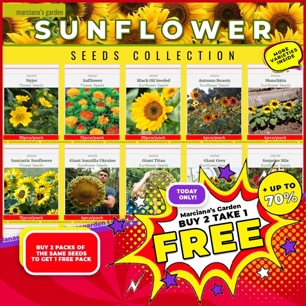SUNFLOWER SEEDS COLLECTION HEIRLOOM SUNFLOWER SEEDS Giant Sunflower