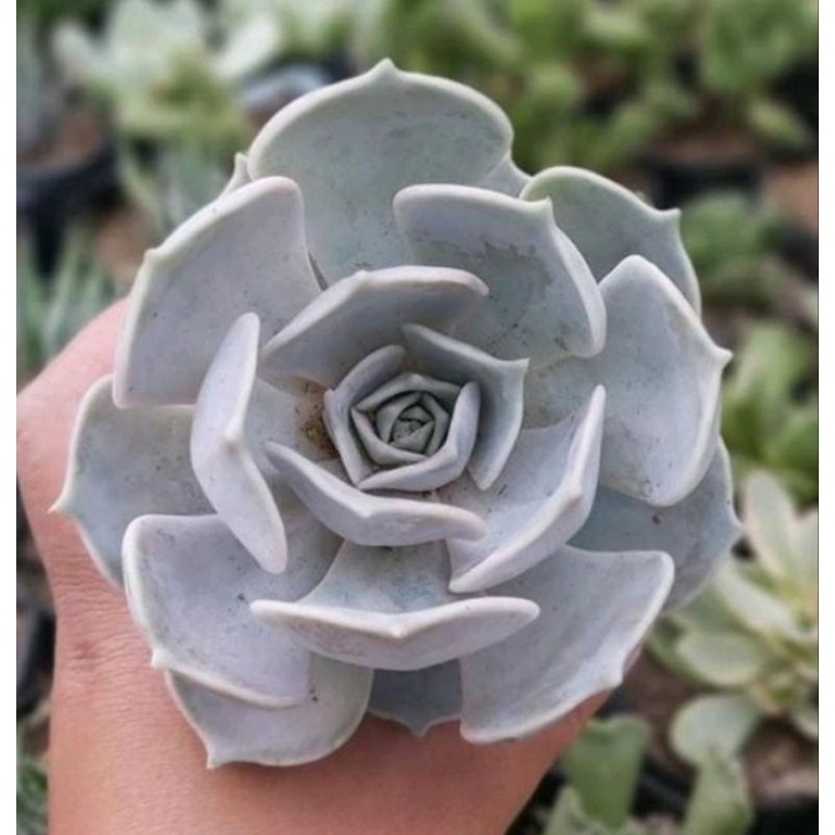 ECHEVERIA LILACINA 