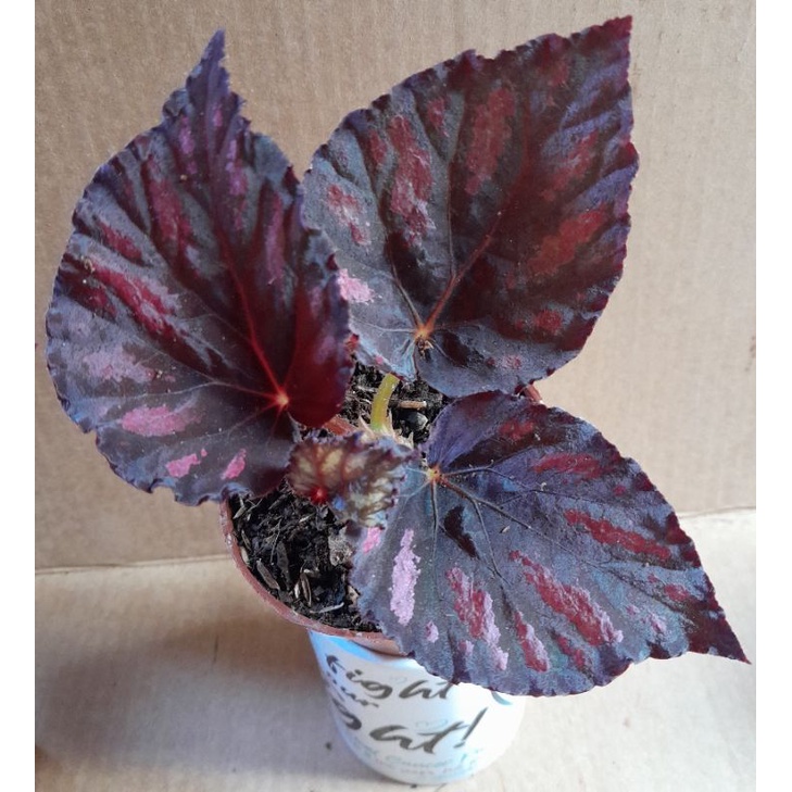 Begonia Rumba( small size) | Shopee Philippines