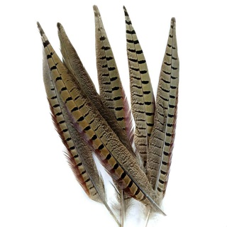 10 Pieces - 10-12 Natural Brown Ringneck Hen Pheasant Tail Feathers