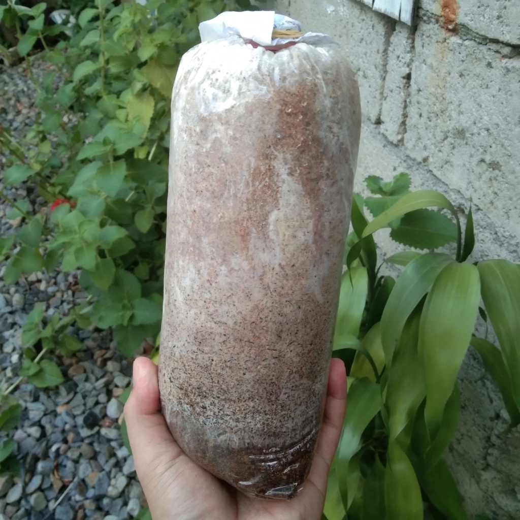 Big fruit bag Giant white mushrooms hybrid mushroom fruiting bag white