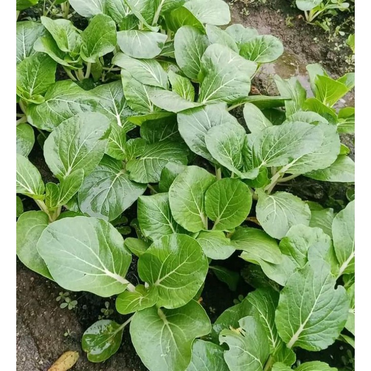 Pechay Seeds Black Behi seeds for planting (100Grams) | Shopee Philippines