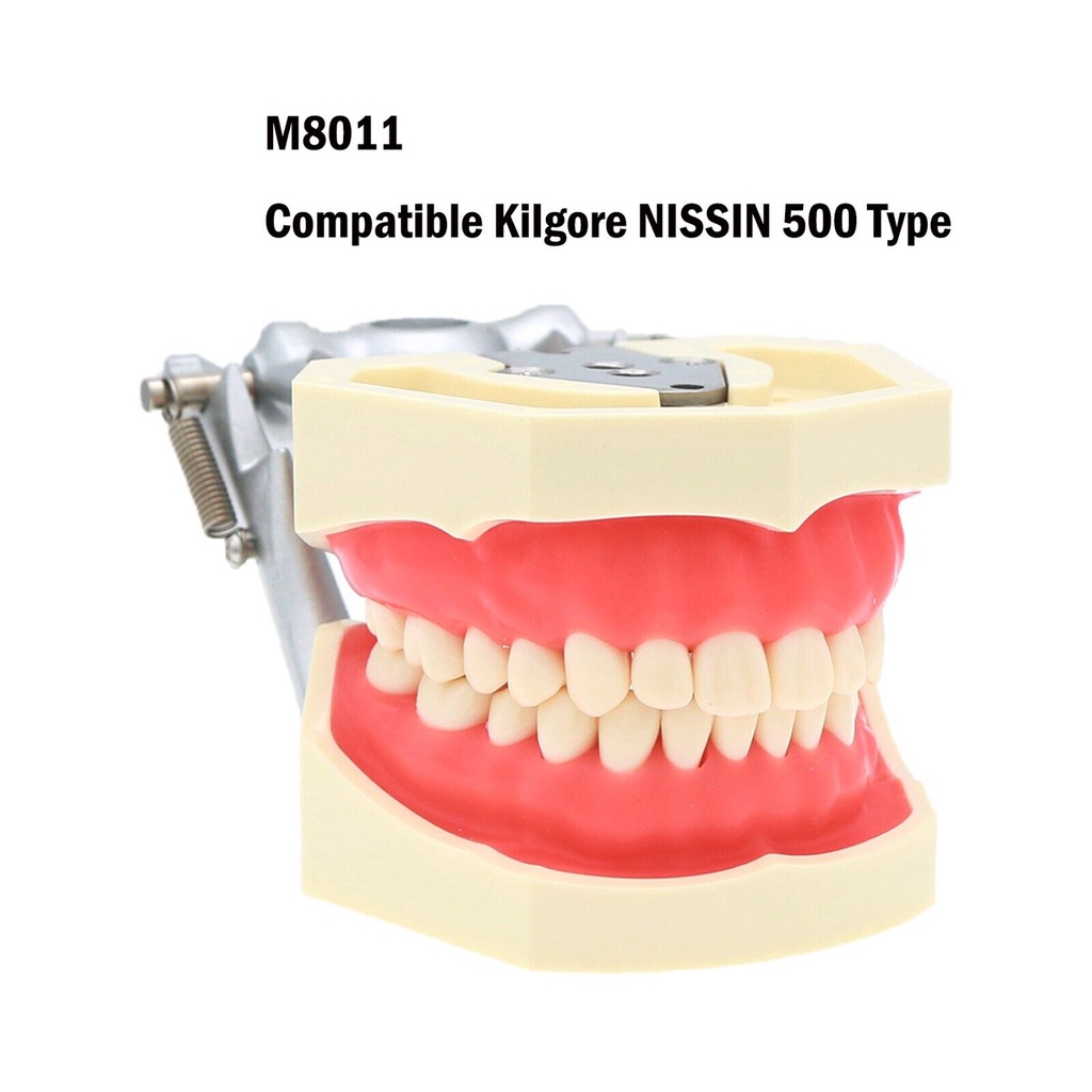 Dental Typodont 28Pcs Removable Teeth Model Fit Kilgore NISSIN 500 Type ...