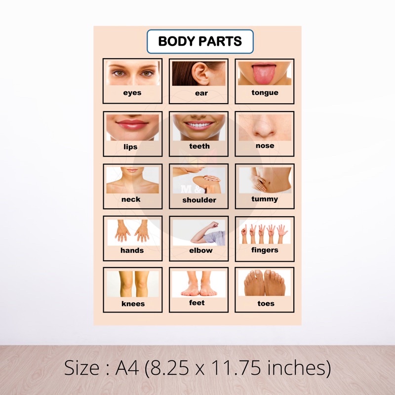 LAMINATED BODY PARTS CHARTS FOR KIDS| A4 | Shopee Philippines