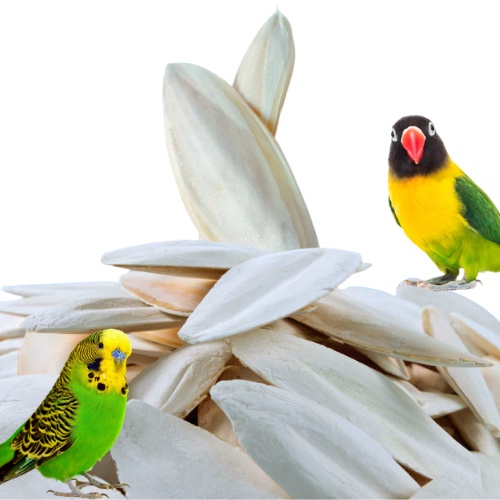 The Bird Shop PH Bird Cuttle Fish Bone Bird Calcium & Mineral Parrot ...