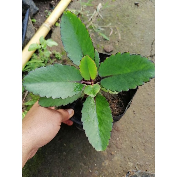 Khingpaul12 seeds repack Kataka-taka seedling in poly bag | Shopee ...