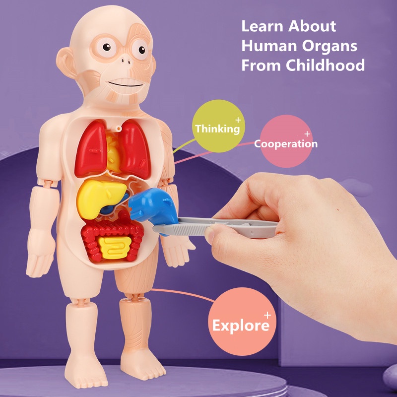 Kid Montessori 3D Puzzle Human Body Anatomy Model Toy Educational ...