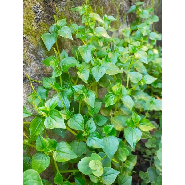 PANSIT PANSITAN/ULASIMANG BATO (UPROOTED) | Shopee Philippines