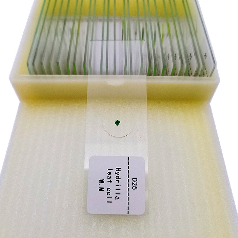 25/50/100pcs Basic Animal Plant Insect Cell Biological Prepared Glass ...