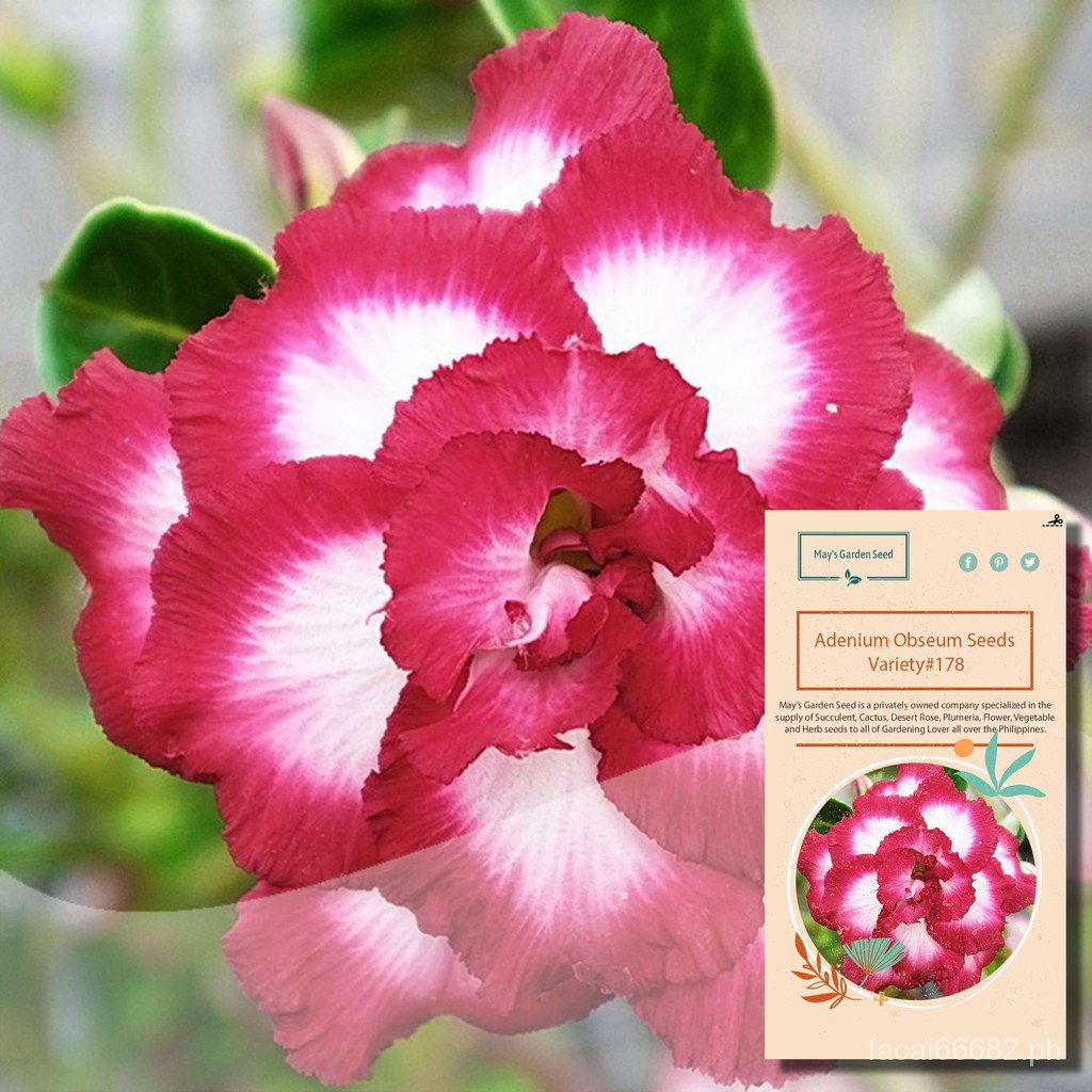 Multi-Petal Dark Red Edge Adenium Obesum Seeds, adenylate Seeds-Variety ...