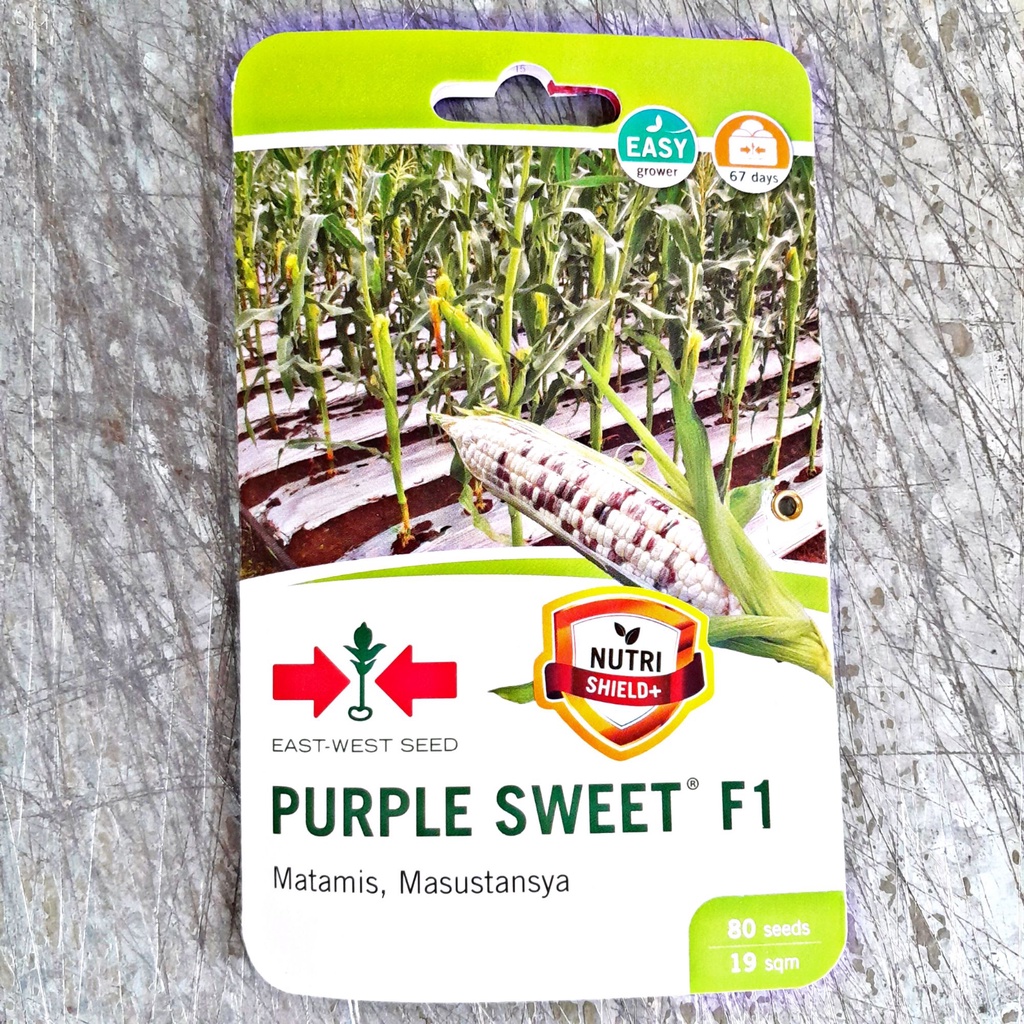 PURPLE SWEET F1 HYBRID CORN (80 SEEDS) by EAST WEST | Shopee Philippines