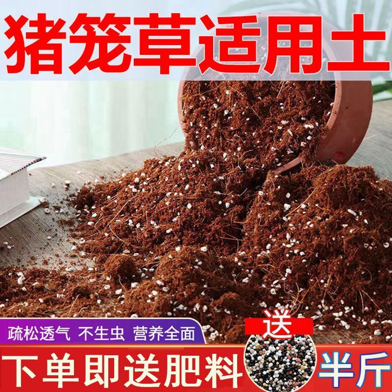 Nepenthes suitable for soil planting soil general indoor green plant