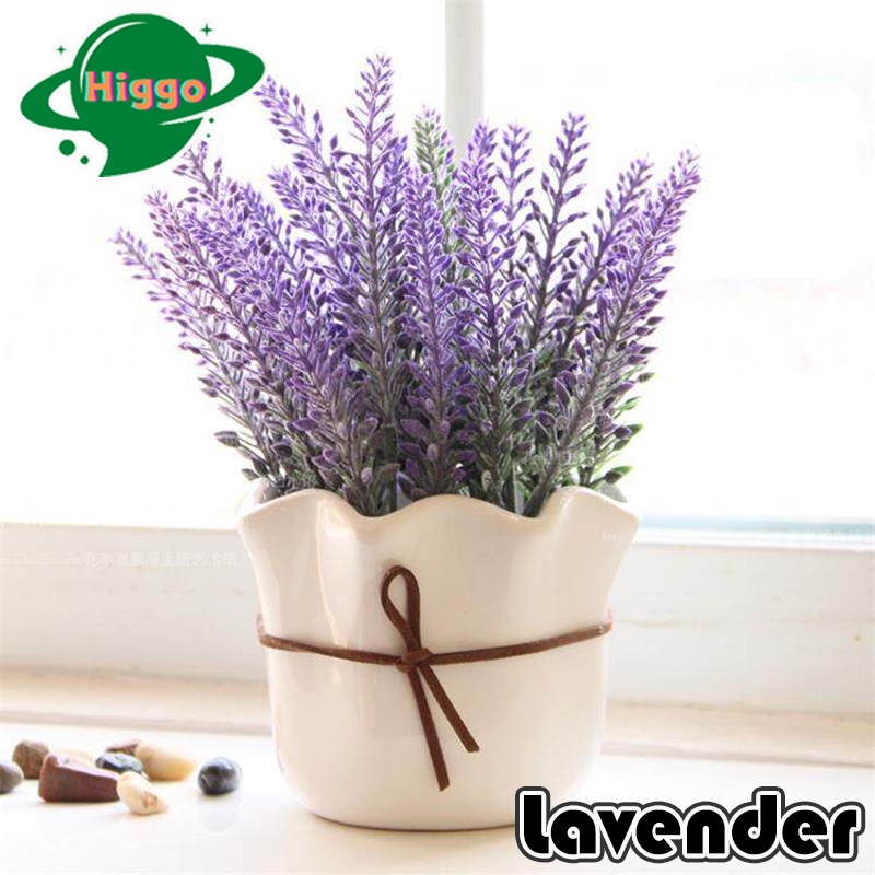 Lavender Purple Seed TopQuality Flower Seeds Shopee Philippines