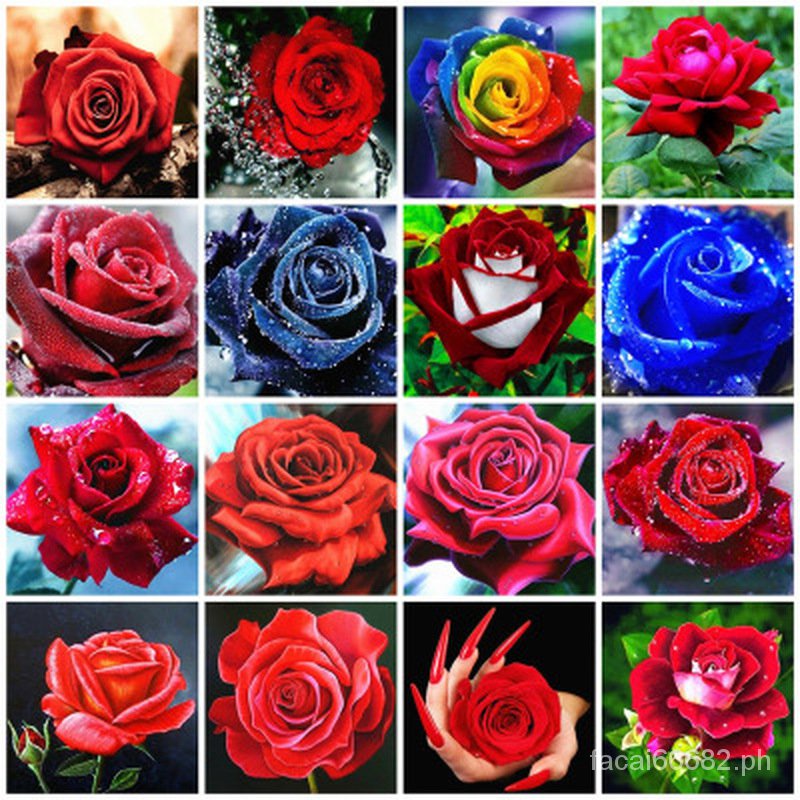 50PCs Rose Seeds Multi-Colored Roses Four Seasons Planting Garden ...