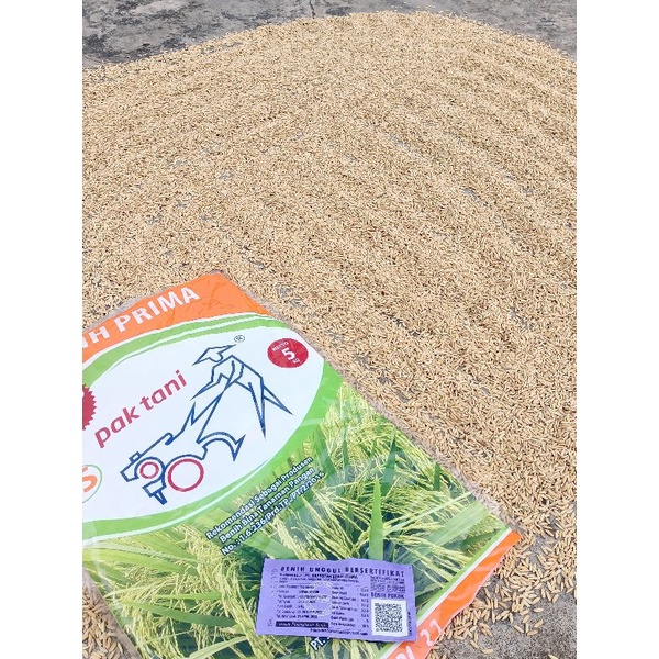 Inpari 32 Jumbo Rice Seeds 5 Kg Cheapest Best Seller on shopee | Shopee ...