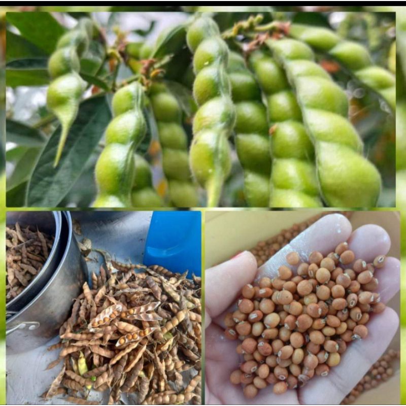 Kardis/Kardyos/ Brown Pigeon peas seeds/Seeds for Planting | Shopee ...