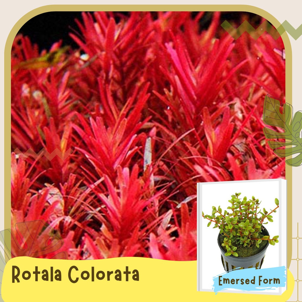 ROTALA AQUATIC PLANT SELECTIONS by Gwen's Aquakitz - Green, H'ra ...