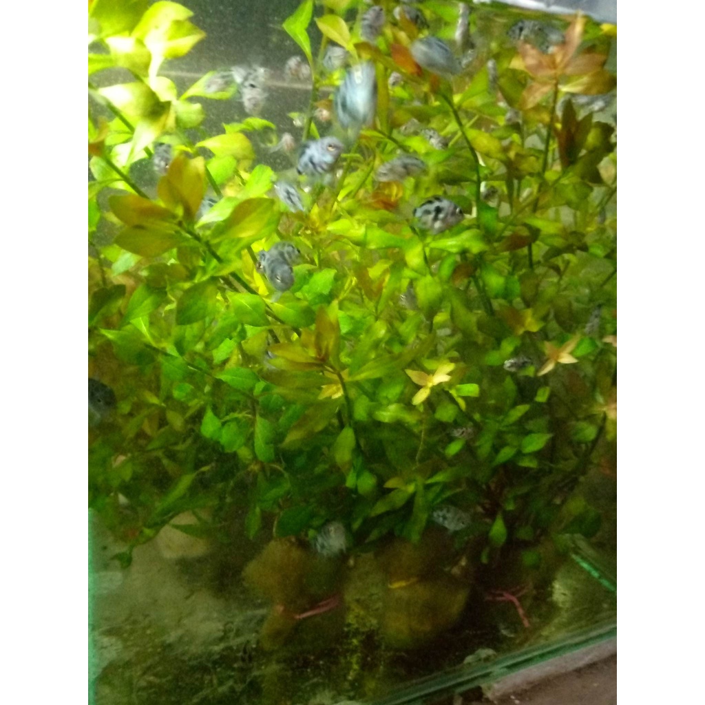 AQUATIC PLANTS LIVE PLANTS...,(FOR METRO MANILA OR ANY PART OF LUZON