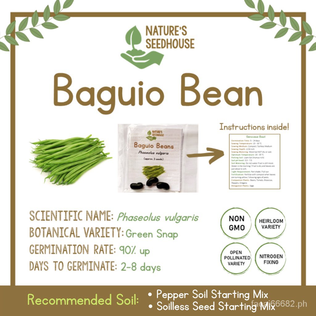 Baguio Bean Seed Snap Bean Seed Bitsuelas Seed Vegetable Planting