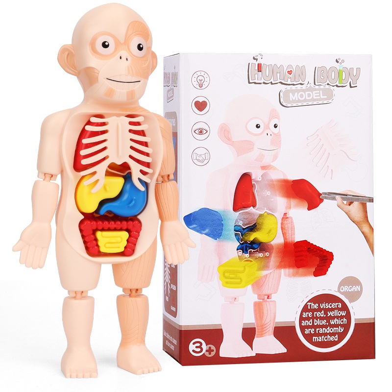 DIY Portable Anatomy Organ Blocks Interactive 3D Human Model Body ...
