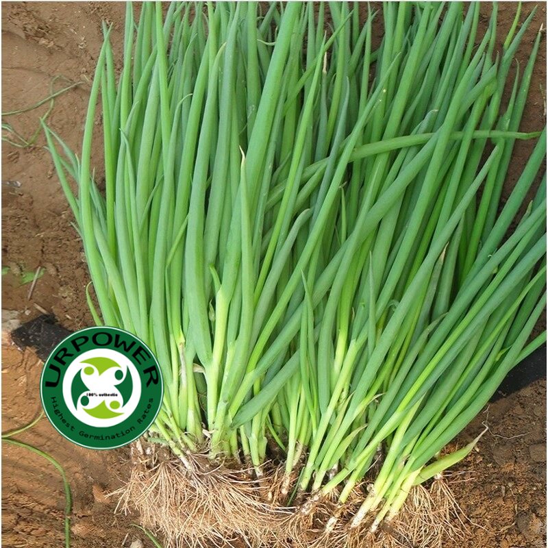 Bunching Onion Spring Onion 20 Seeds Vegetable Seeds | Shopee Philippines