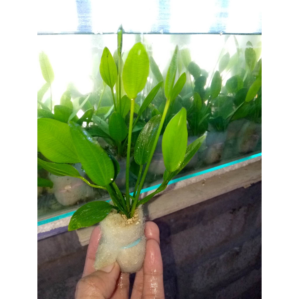 AQUATIC PLANTS LIVE PLANTS...,(FOR METRO MANILA OR ANY PART OF LUZON