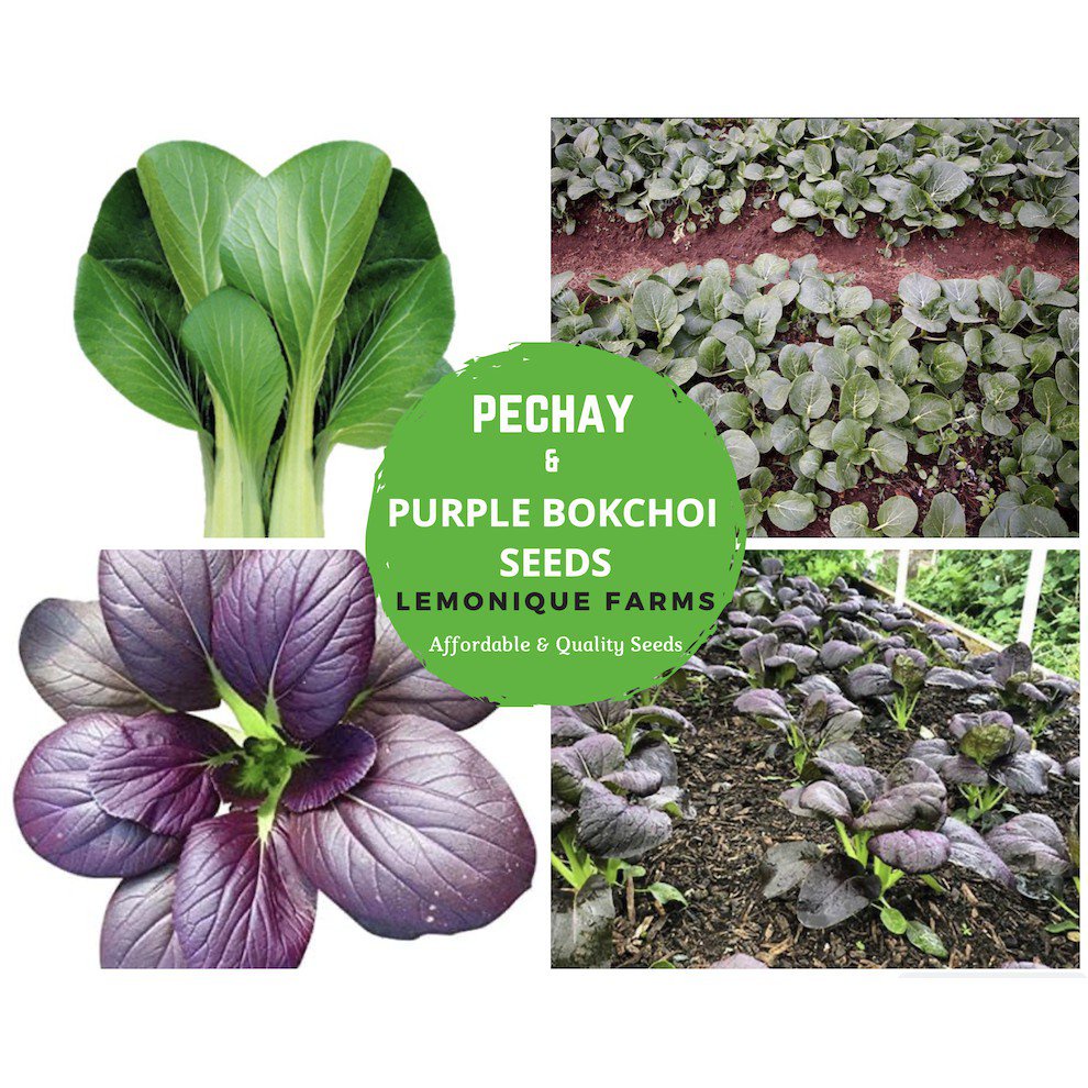 Pechay Seeds 800S (GMO) and Purple Bokchoy Seeds | Purple Cabbage Seeds ...