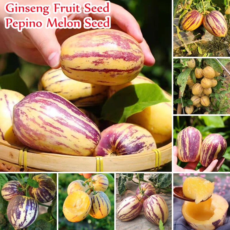 10seeds Pepino Melon Seeds for Planting Ginseng Fruit Seeds