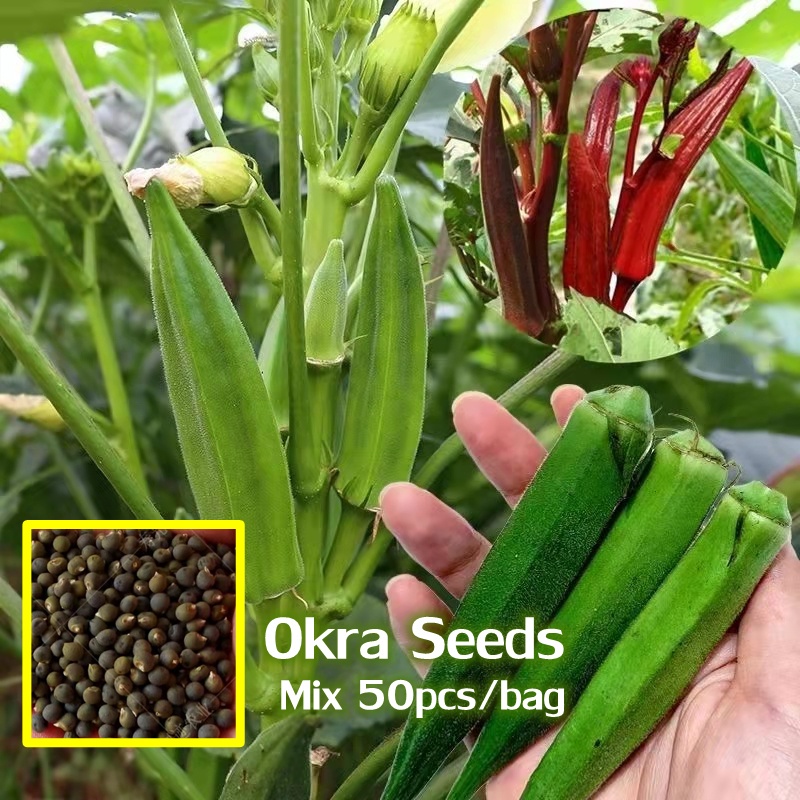 50 Seeds Mixed Varieties Organic Okra Seeds for Planting Red & Green