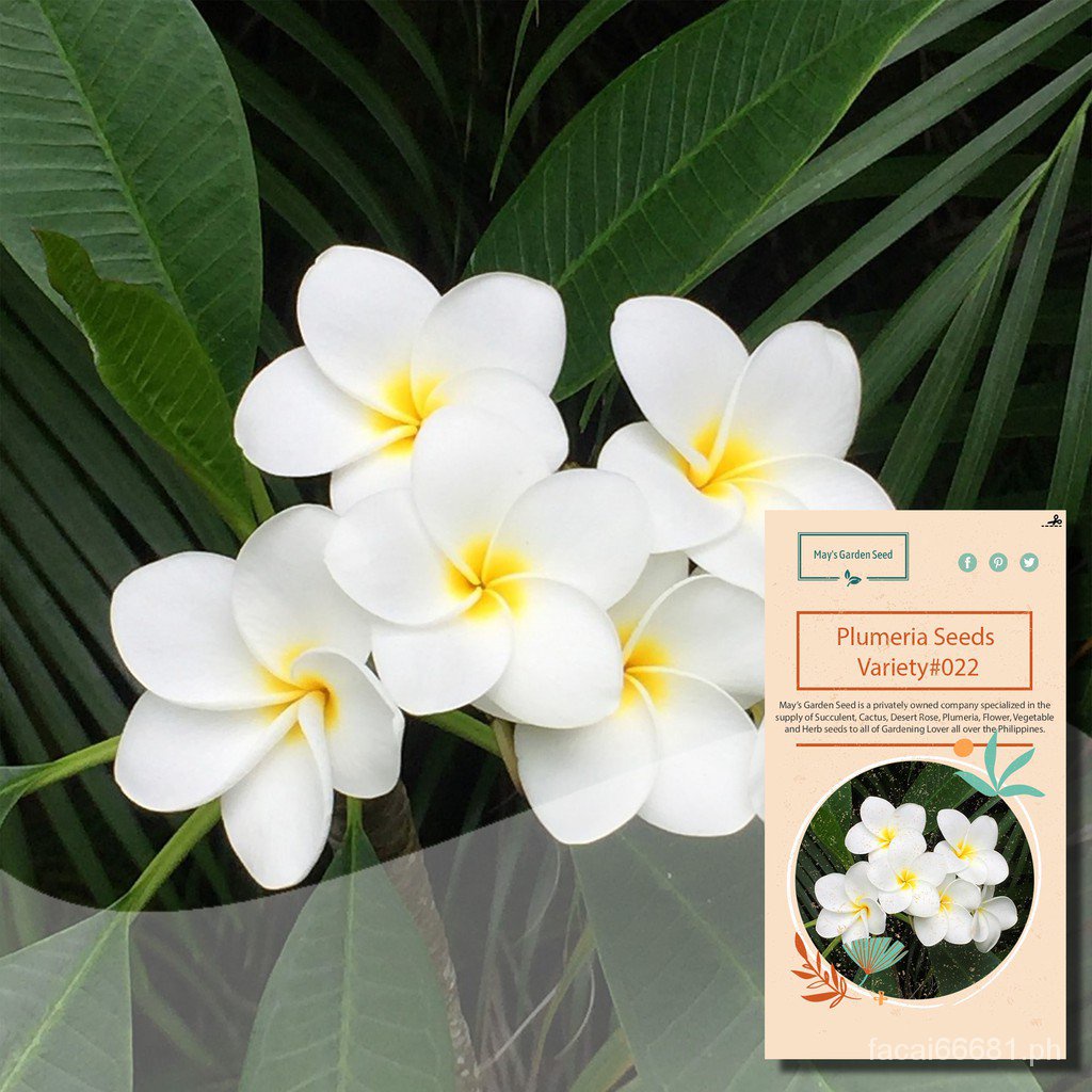 Angle's White with Yellow Center Kalachuchi Seeds, Plumeria Seeds ...