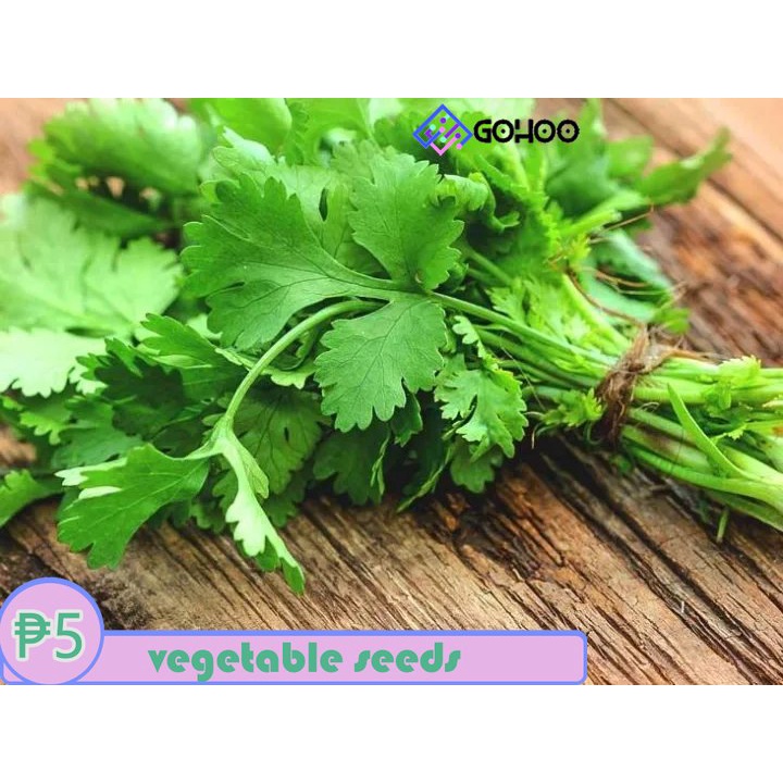 Coriander / Cilantro / Wansoy Herbs Seeds Vegetable Seeds Shopee