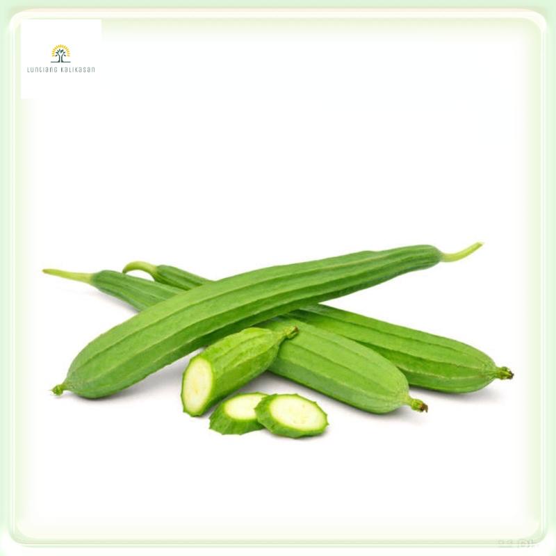 Import Patola Tagalog (5pcs Seeds) Shopee Philippines