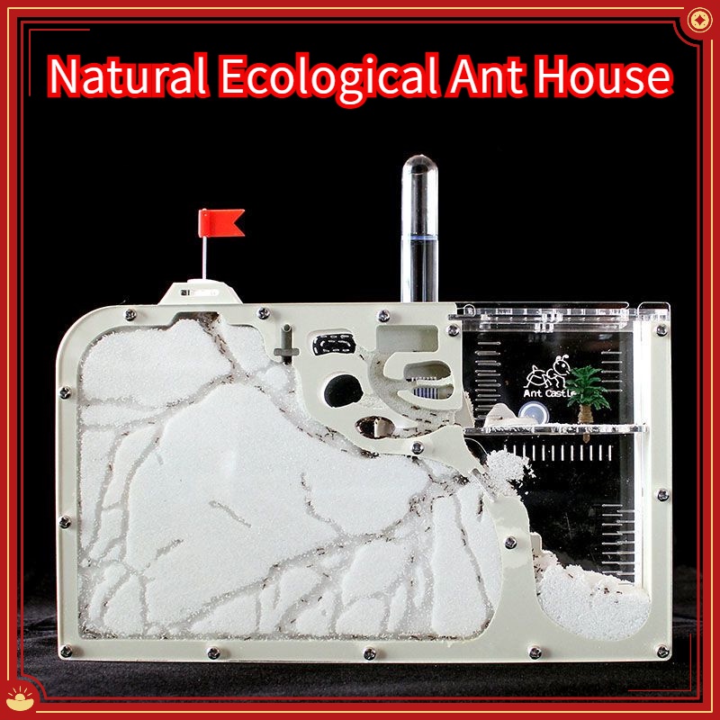 Highly Pillow Ant Farm Plaster Nest Insect Box With Workshop Pet ...
