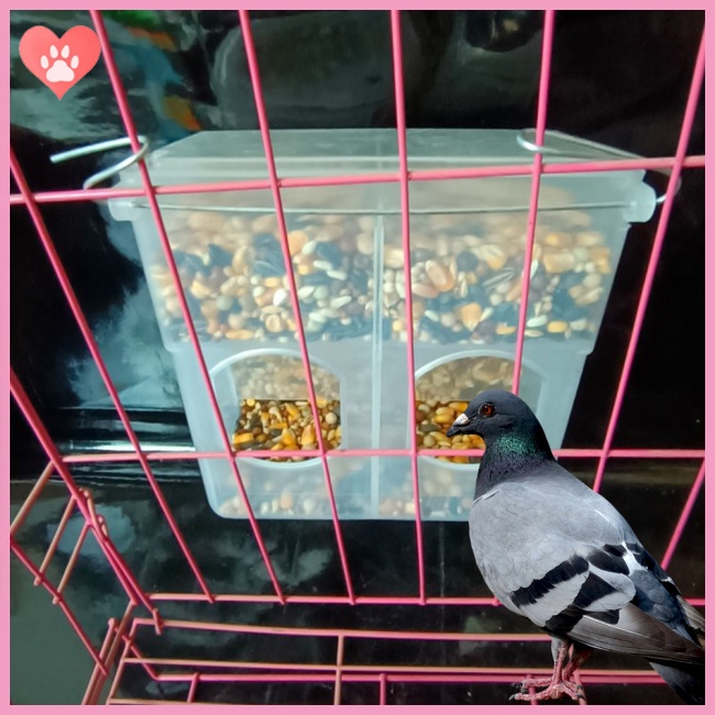 Amostlycute Pigeon Two Hole Hanging Cage Box Automatic Feeder Large ...