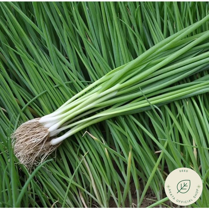 Small Green Leek/Scallion/Spring Onion Vegetable Seeds | Shopee Philippines