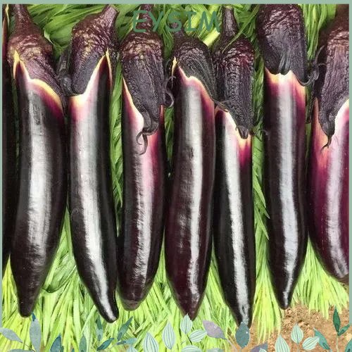 Eggplant Long Purple Vegetable Seeds 10 Packs Shopee Philippines 7224